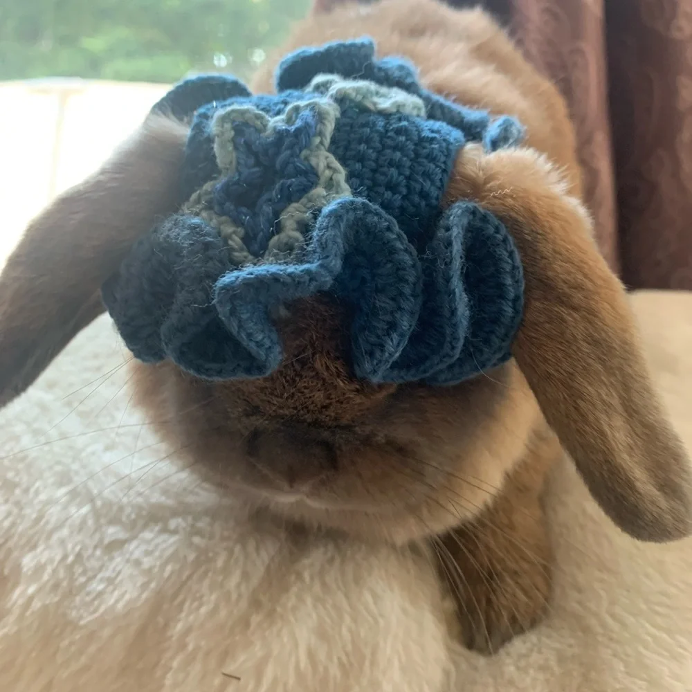 Small pet hats: bunnies, cats, small dogs